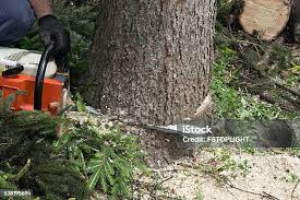 How Our Tree Care Process Works  in  Makakilo, HI