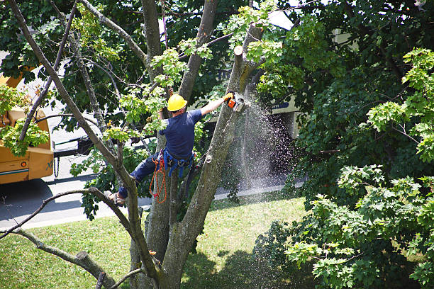 Seasonal Cleanup (Spring/Fall) in Makakilo, HI