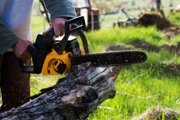 Professional Tree Care in Makakilo, HI